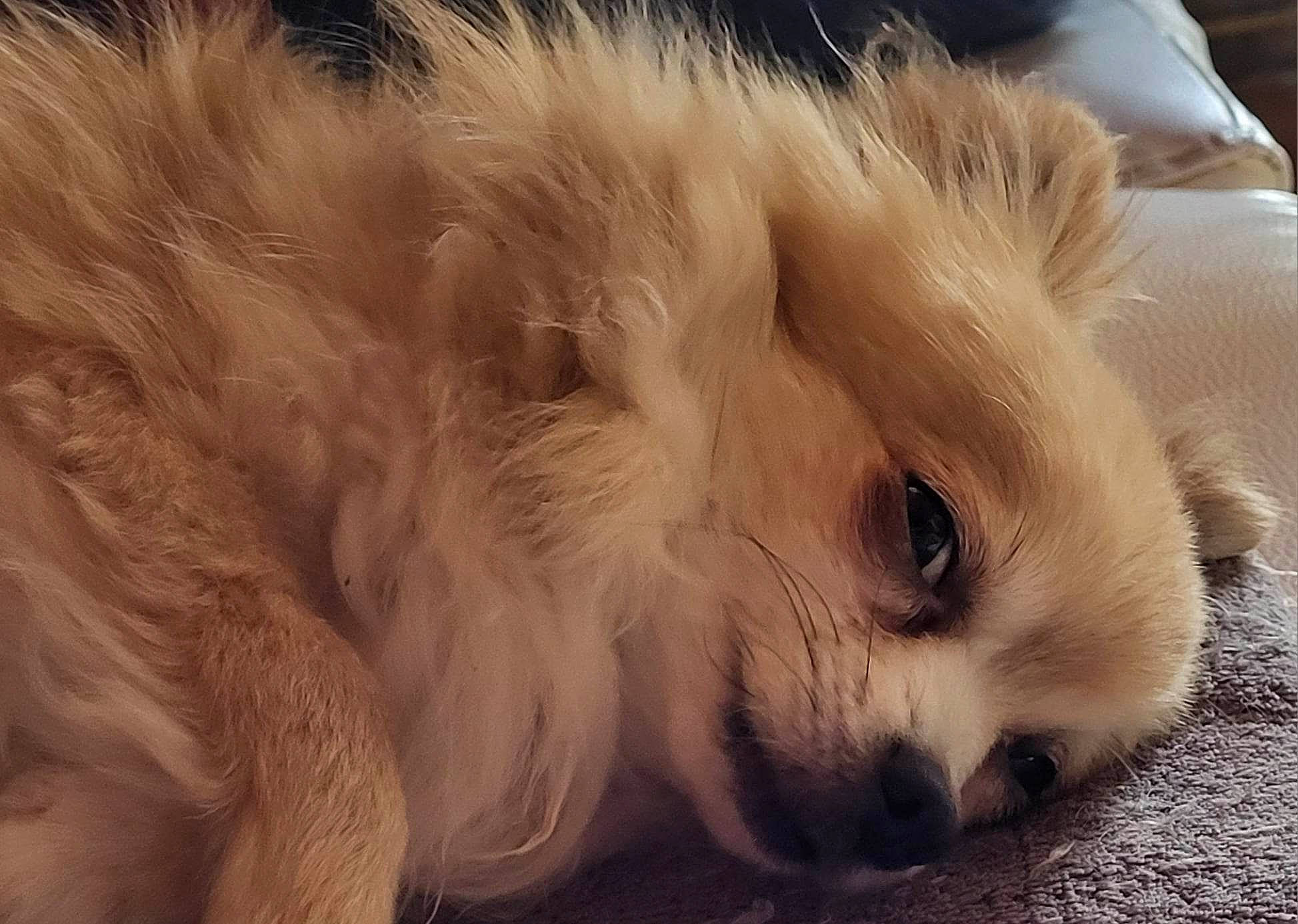 Schumi participe au concours pour gagner de l'argent avec cette photo : carnivore, cat, companion_dog, dog_breed, eye, fawn, felidae, fur, iris, paw, ragdoll, small_to_medium_sized_cats, snout, tail, terrestrial_animal, whiskers