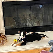 Delilah is registered to the contest to win money with this photo: puppy, dog, black_and_white, lying_down, toy, yellow_toy, fireplace, hearth, decorative_pumpkin, glass_pumpkin, wood_floor, indoor, pet, cute, resting, collar, animal, house, cozy, relaxed
