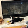 puppy, dog, black_and_white, lying_down, toy, yellow_toy, fireplace, hearth, decorative_pumpkin, glass_pumpkin, wood_floor, indoor, pet, cute, resting, collar, animal, house, cozy, relaxed