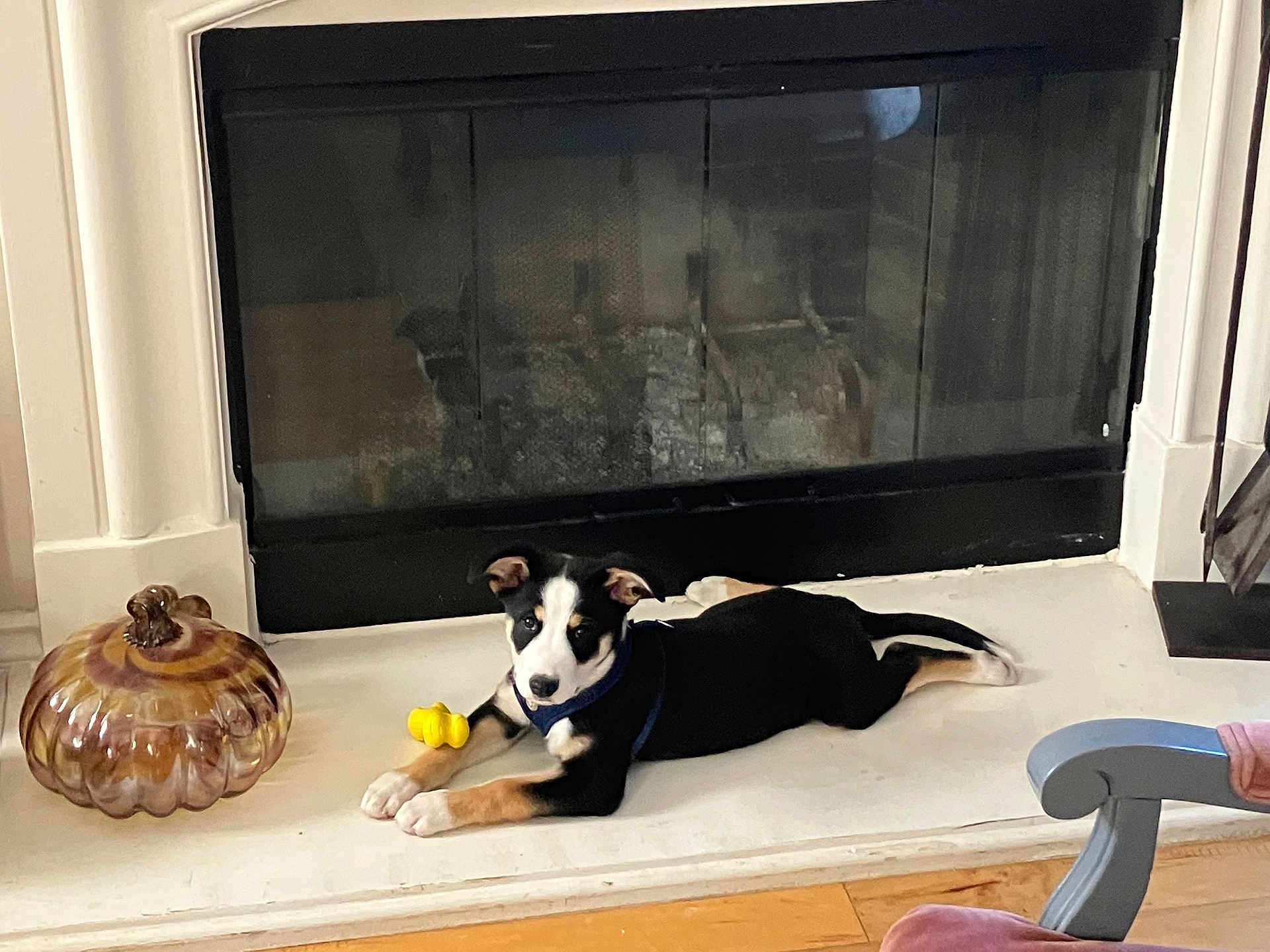Delilah is registered to the contest to win money with this photo: puppy, dog, black_and_white, lying_down, toy, yellow_toy, fireplace, hearth, decorative_pumpkin, glass_pumpkin, wood_floor, indoor, pet, cute, resting, collar, animal, house, cozy, relaxed