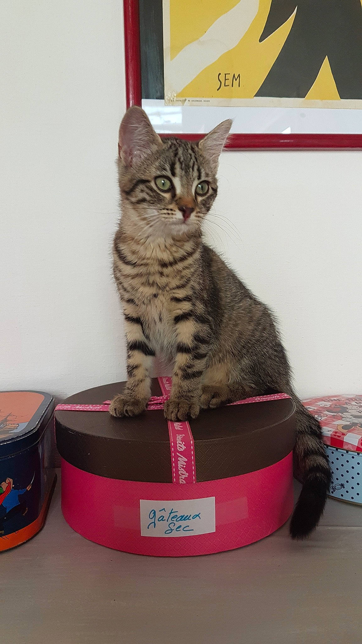 Mini Cooper participe au concours pour gagner de l'argent avec cette photo : american_shorthair, asian, australian_mist, california_spangled, carnivore, cat, cat_supply, domestic_short_haired_cat, dragon_li, egyptian_mau, european_shorthair, felidae, kitten, mammal, ocicat, small_to_medium_sized_cats, sokoke, tabby_cat, toyger, whiskers