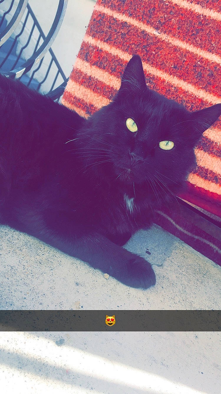 Ernest participe au concours pour gagner de l'argent avec cette photo : black_cat, carnivore, cat, comfort, domestic_short_haired_cat, electric_blue, felidae, font, fur, human_leg, leg, paw, rectangle, sky, small_to_medium_sized_cats, snout, square, tail, tints_and_shades, whiskers