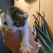 Rosie joined the competition — help win amazing prizes! kitten, cat, hand, indoor, wardrobe, furniture, blur, animal, pet, white, brown, small, cute, feline, young, holding, paw, room, wall, cloth