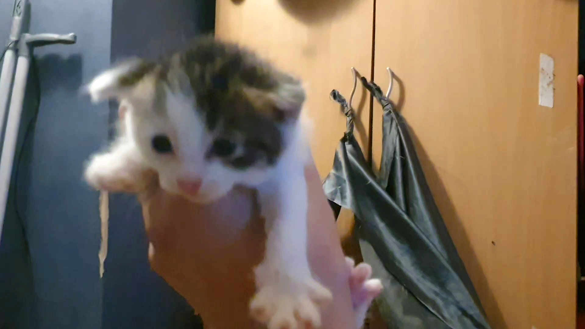 Rosie