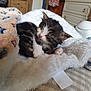 Jim joined the competition — help win amazing prizes! animal, bedroom, blanket, comfort, cozy, cute, domestic, fluffy, fur, indoor, kitten, nap, paw, pet, resting, sleeping, small, soft, tabby, white