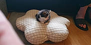 Jim joined the competition — help win amazing prizes! kitten, cat, cushion, floor, wooden_floor, indoor, pet, small_animal, striped_cushion, plaid_pattern, black_and_white_cat, paws, furry, resting, curious, person_feet, slippers, home, comfort, soft_lighting