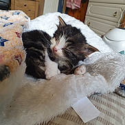 Jim joined the competition — help win amazing prizes! animal, blanket, cat, cozy, cute, domestic_animal, fluffy_blanket, fur, furniture, home, indoor, kitten, peaceful, pet, resting, sleeping, small_pet, soft_texture, striped_fabric, wooden_furniture