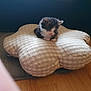 Jim is registered to the contest to win money with this photo: kitten, cat, pillow, checkered, flower_shaped, wooden_floor, indoor, pet, small, furry, animal, cute, resting, cozy, soft, domestic, young, black_and_white, feline, quiet