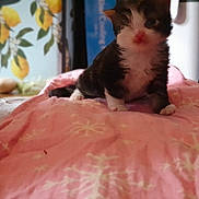 Jim is registered to the contest to win money with this photo: kitten, cat, pink_blanket, snowflake_pattern, indoor, cute, fuzzy, animal, pet, table, decor, lemon_pattern, wallpaper, curious, small, fur, young, cozy, soft, resting