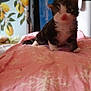 kitten, cat, pink_blanket, snowflake_pattern, indoor, cute, fuzzy, animal, pet, table, decor, lemon_pattern, wallpaper, curious, small, fur, young, cozy, soft, resting