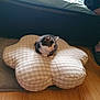 Jim is registered to the contest to win money with this photo: kitten, cat, cushion, flower_shaped, checkered, floor, wooden_floor, indoor, pet, small, black_and_white, resting, cozy, home, person, foot, sandal, quiet, animal, domestic