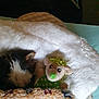 Jim joined the competition — help win amazing prizes! animal, bed, blanket, closeup, colorful, comfort, cozy, cute, fabric, furry, indoor, kitten, pattern, pet, plush, resting, sleeping, soft, star, stuffed_toy