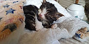Jim is registered to the contest to win money with this photo: animal, black, blanket, comfort, cozy, cute, fur, furry, home, indoor, kitten, nap, paw, pet, resting, sleeping, small, soft, tabby, white