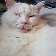 Meme joined the competition — help win amazing prizes! cat, sleeping, fluffy, white_fur, close_up, pet, whiskers, pink_nose, relaxed, cute, animal, indoor, fur, mammal, resting, face, ears, adorable, cozy, tongue_out