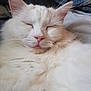 cat, sleeping, fluffy, white_fur, close_up, pet, whiskers, pink_nose, relaxed, cute, animal, indoor, fur, mammal, resting, face, ears, adorable, cozy, tongue_out
