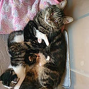 Xena.blind joined the competition — help win amazing prizes! cat, kitten, mother_cat, nursing, blanket, cozy, indoor, sleeping, fur, pet, animal, cute, resting, comfort, tabby, striped, white_paws, close_up, domestic, family