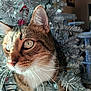 animal, bright_eyes, cat, christmas_tree, closeup, curious, cute, decorations, feline, festive, fur, holiday, household, indoor, pet, playful, silver_tinsel, tabby, tree_branch, whiskers