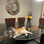 Foxy is registered to the contest to win money with this photo: cat, orange_cat, white_cat, fluffy, fur, pet, animal, lying_down, relaxed, dining_room, dining_table, glass_table, chairs, vase, flowers, mirror, wall_decor, chandelier, indoor, home_decor