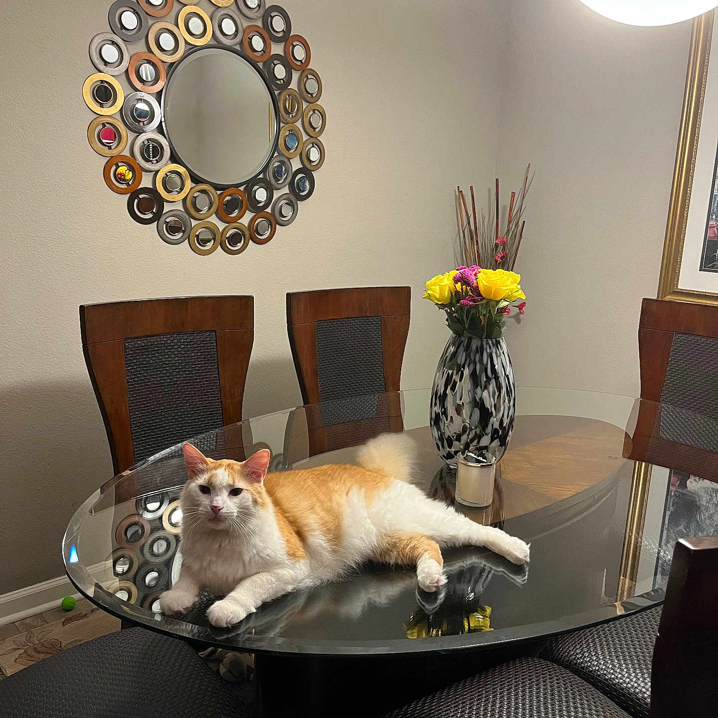 Foxy is registered to the contest to win money with this photo: cat, orange_cat, white_cat, fluffy, fur, pet, animal, lying_down, relaxed, dining_room, dining_table, glass_table, chairs, vase, flowers, mirror, wall_decor, chandelier, indoor, home_decor