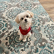 Sadie joined the competition — help win amazing prizes! dog, small_dog, white_dog, fluffy, pet, indoor, rug, patterned_rug, red_sweater, looking_up, cute, animal, floor, home, cozy, puppy, sitting, curious, fur, companion