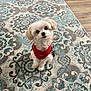 dog, small_dog, white_dog, fluffy, pet, indoor, rug, patterned_rug, red_sweater, looking_up, cute, animal, floor, home, cozy, puppy, sitting, curious, fur, companion