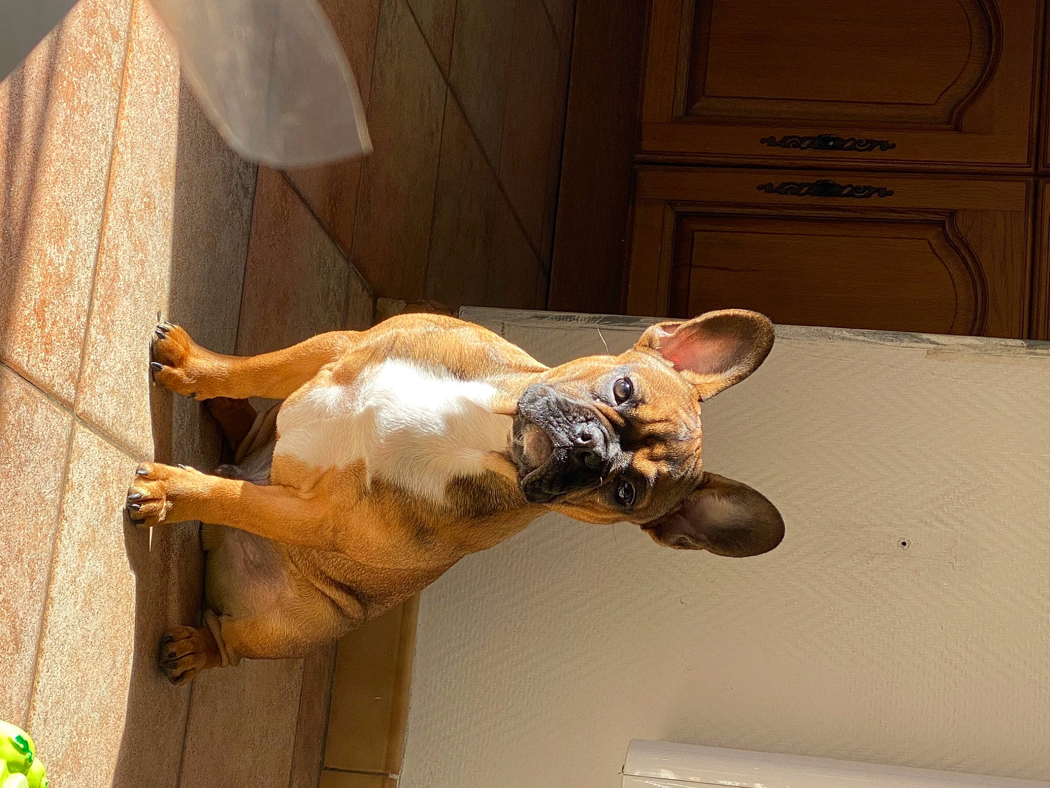 Spyke a rejoint le concours — aidez-le/la à gagner de superbes lots ! canidae, carnivore, collar, companion_dog, dog, dog_breed, dog_collar, fawn, foot, fur, guard_dog, light_switch, non_sporting_group, pet_supply, snout, sporting_group, tail, window, wood, working_animal