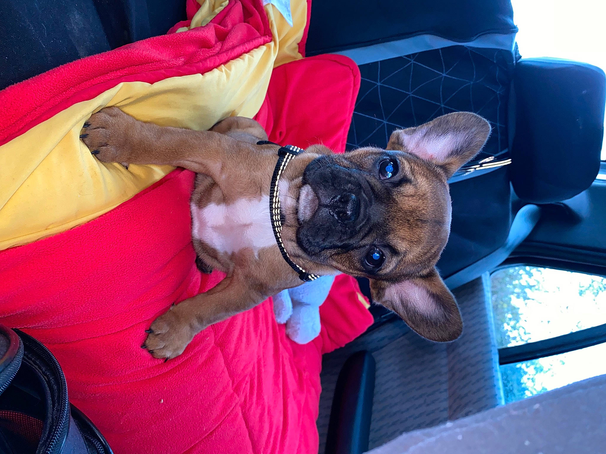 Spyke a rejoint le concours — aidez-le/la à gagner de superbes lots ! canidae, carnivore, collar, comfort, companion_dog, dog, dog_breed, dog_collar, dog_supply, fawn, fur, guard_dog, human_leg, magenta, non_sporting_group, snout, sporting_group, working_animal, wrinkle, wrist