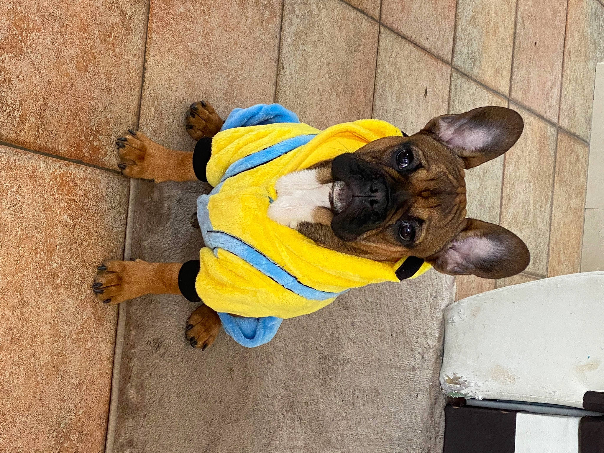 Spyke participe au concours pour gagner de l'argent avec cette photo : carnivore, collar, companion_dog, concrete, dog, dog_breed, dog_clothes, dog_collar, dog_supply, fashion_accessory, fawn, hat, leash, personal_protective_equipment, pet_supply, snout, sporting_group, tail, toy_dog, working_animal