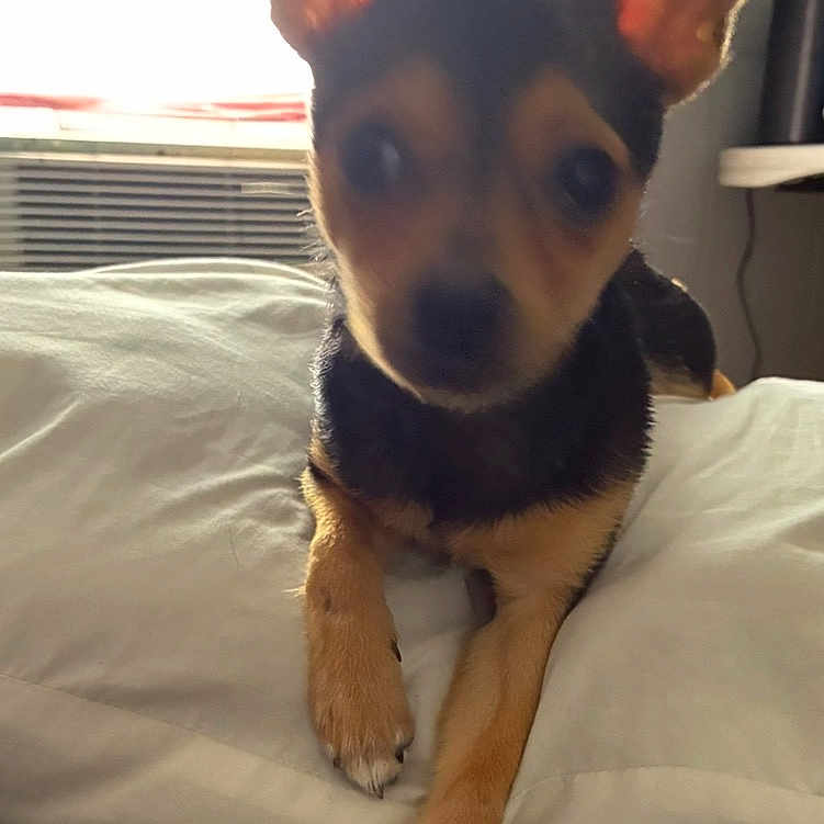 Leo Silva is registered to the contest to win money with this photo: animal, bedroom, black_and_tan, blur, canine, carpet, dog, ears, floor, fur, household, indoor, light, out_of_focus, pet, pillow, relaxing, resting, small_dog, window