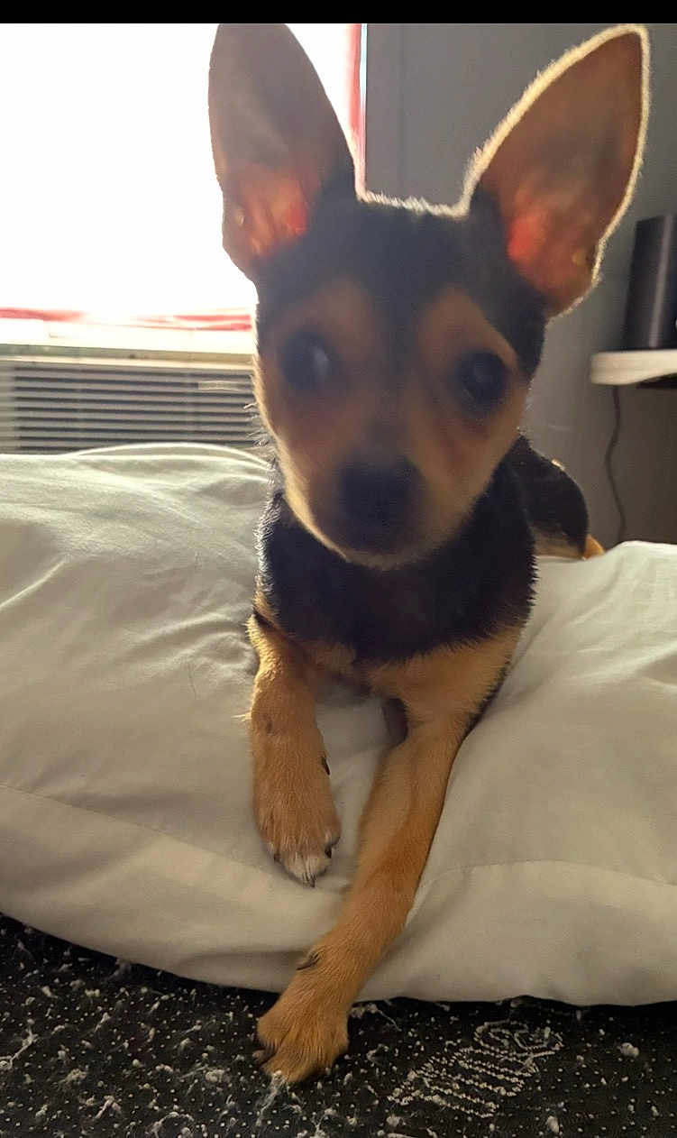 Leo Silva is registered to the contest to win money with this photo: dog, small_dog, pillow, indoor, window, light, ears, pet, animal, blur, out_of_focus, bedroom, resting, black_and_tan, fur, canine, floor, carpet, household, relaxing