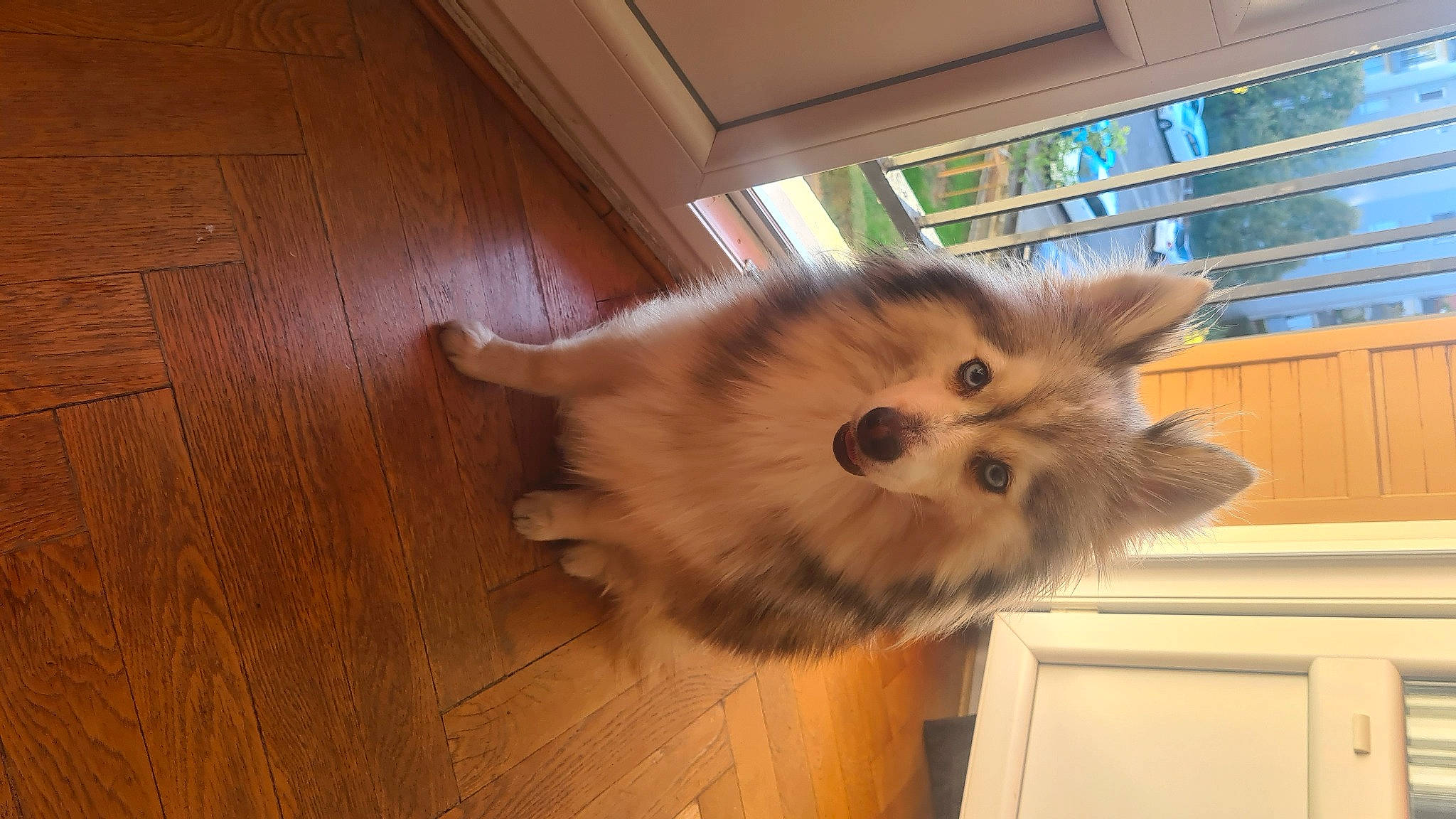 Snow participe au concours pour gagner de l'argent avec cette photo : canidae, carnivore, cat, companion_dog, dog_breed, fawn, felidae, floor, flooring, fur, hardwood, paw, small_to_medium_sized_cats, snout, sporting_group, tail, varnish, whiskers, wood, wood_stain