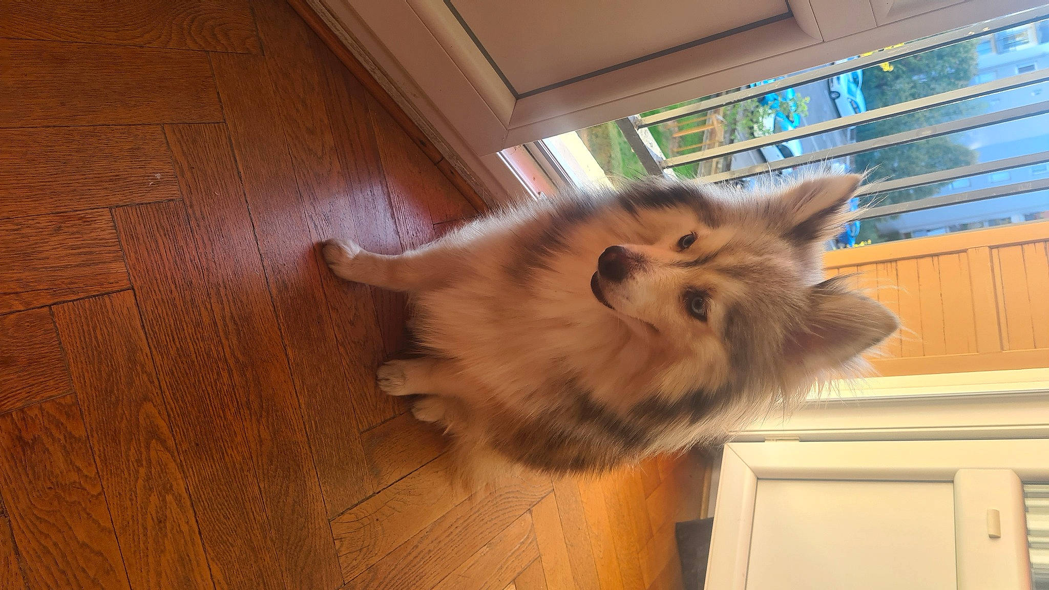 Snow a rejoint le concours — aidez-le/la à gagner de superbes lots ! canidae, carnivore, cat, companion_dog, dog_breed, felidae, flooring, fur, hardwood, paw, plank, pomeranian, small_to_medium_sized_cats, spitz, sporting_group, tail, varnish, whiskers, wood, wood_stain