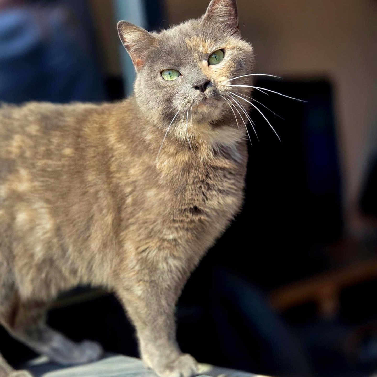 Nala