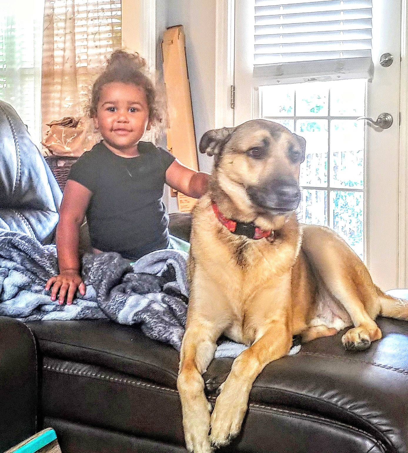 Neveah is registered to the contest to win money with this photo: black_mouth_cur, broholmer, canidae, carnivore, companion_dog, dog, dog_breed, fawn, guard_dog, mammal, person, sporting_group