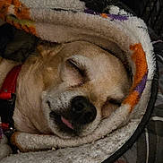 Rico joined the competition — help win amazing prizes! animal, bed, blanket, close_up, comfort, cozy, cute, dog, face, fur, indoor, paw, pet, red_collar, relaxed, resting, sleeping, snuggled, tongue_out, warm