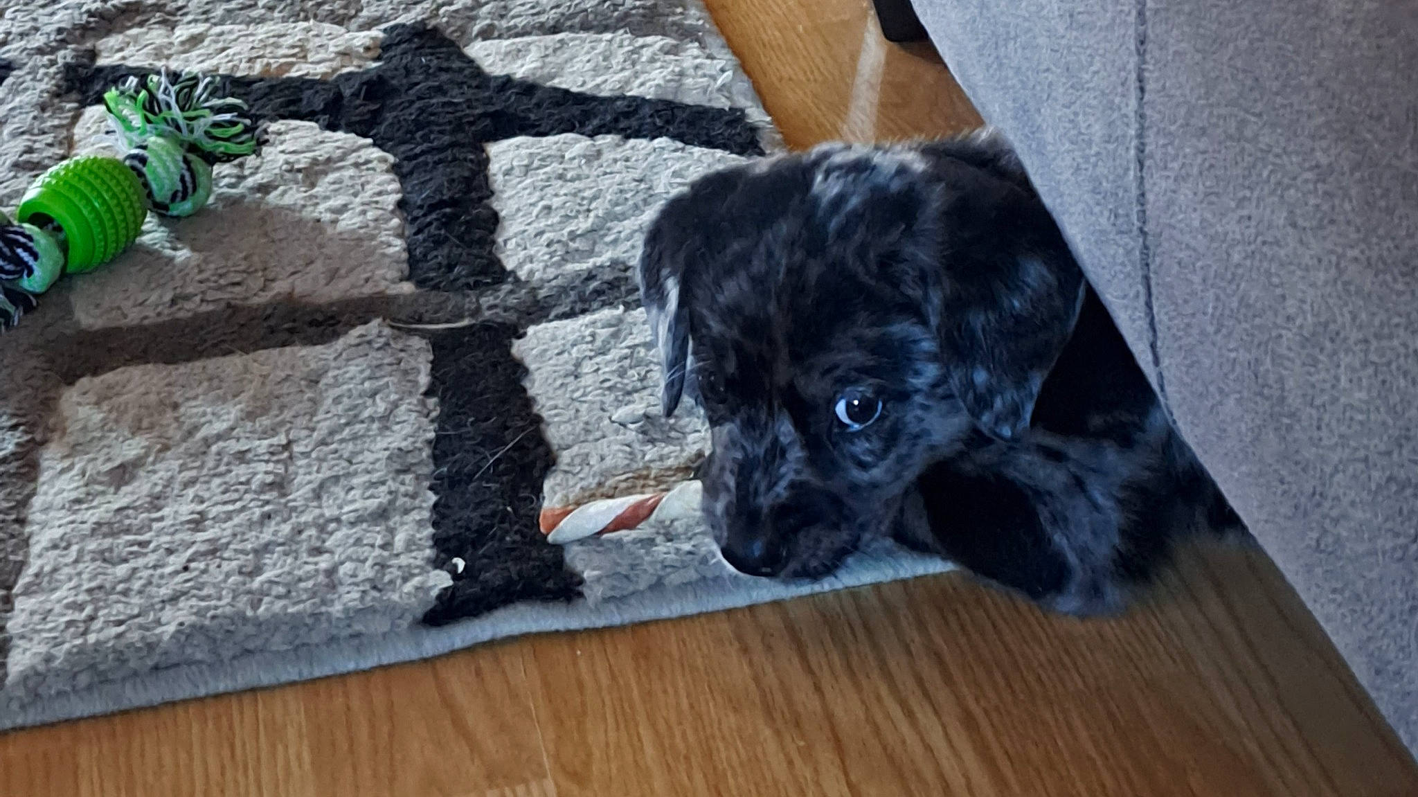 Linkin is registered to the contest to win money with this photo: borador, canidae, carnivore, companion_dog, dog, dog_breed, fawn, flooring, fur, grey, hardwood, liver, snout, soil, sporting_group, tail, whiskers, wood, wood_flooring, working_animal