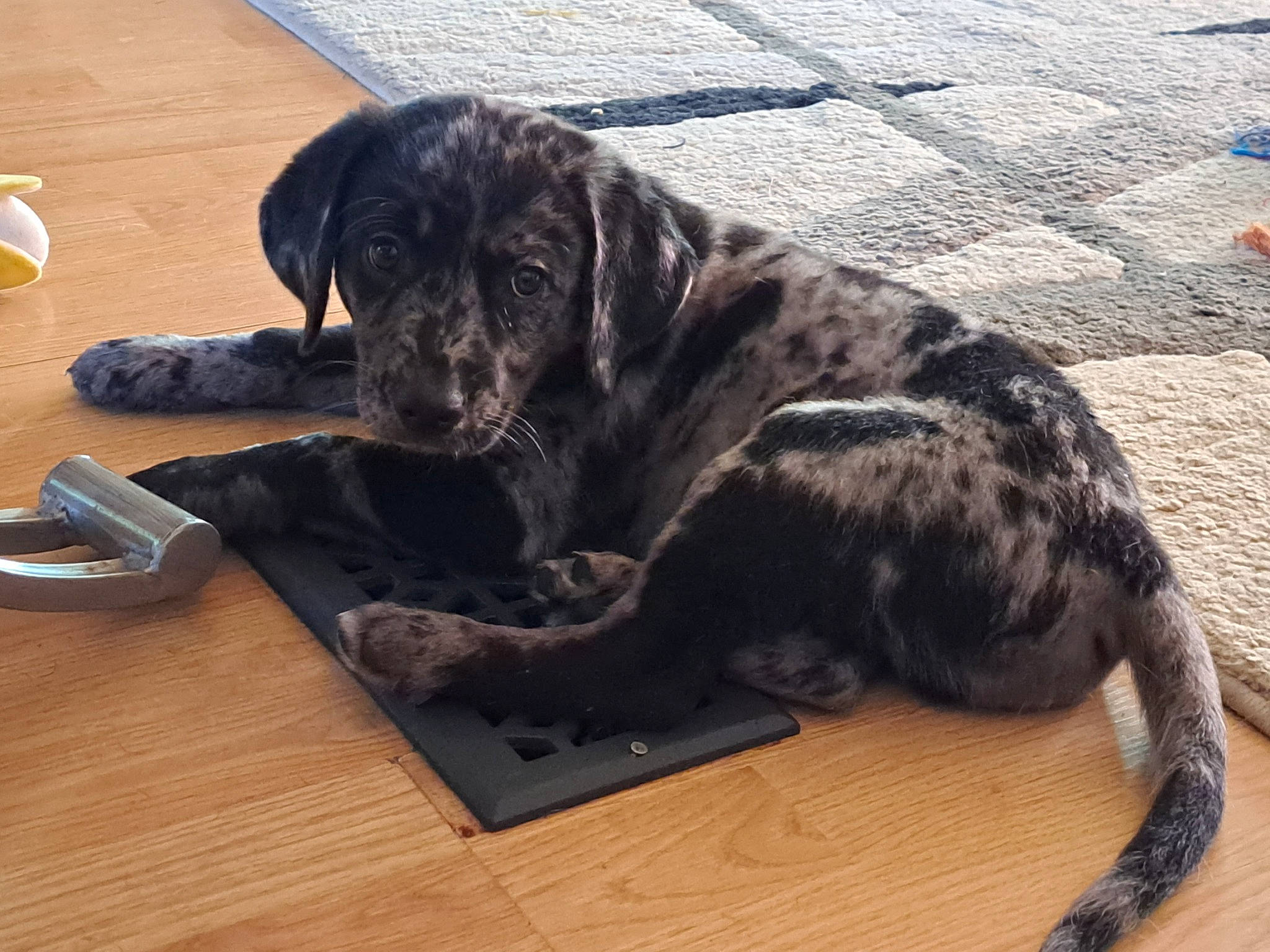 Linkin is registered to the contest to win money with this photo: carnivore, companion_dog, dog, dog_breed, flooring, fur, guard_dog, hardwood, kitchen_utensil, snout, sporting_group, table, tableware, tail, terrestrial_animal, wood, wood_flooring, wood_stain, working_animal, working_dog