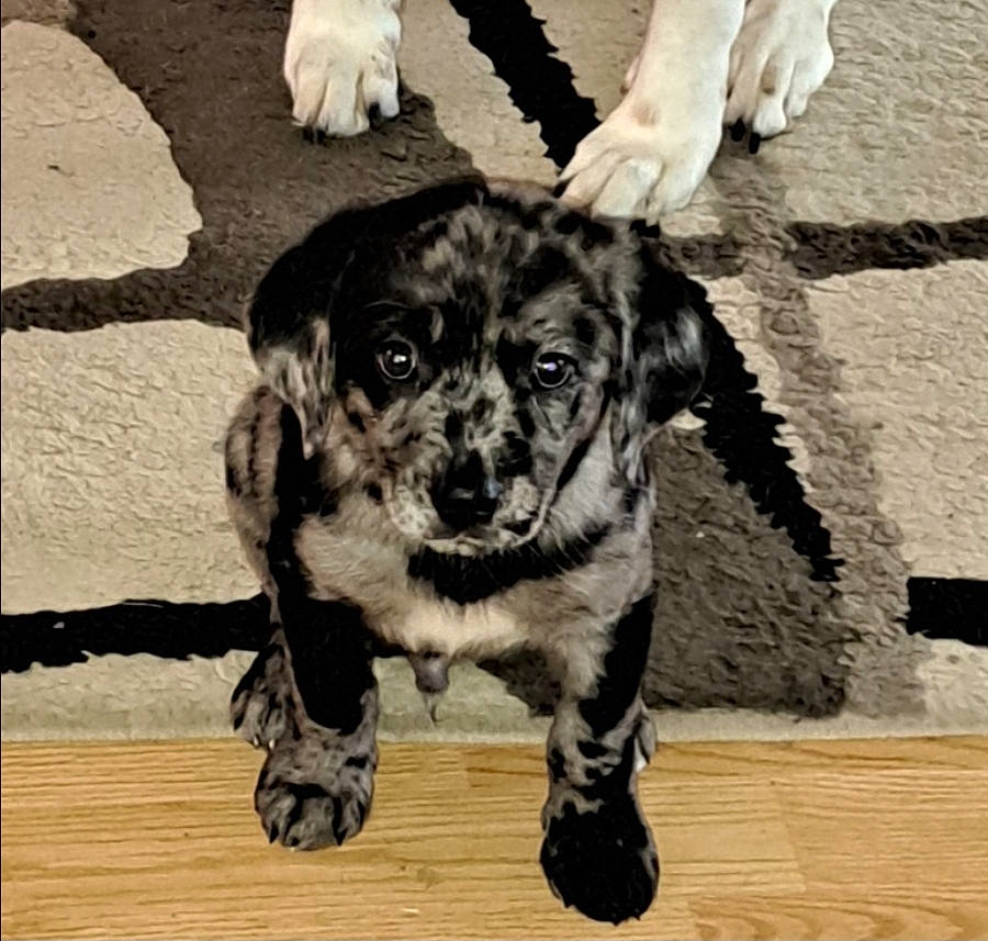 Linkin is registered to the contest to win money with this photo: canidae, carnivore, companion_dog, dog, dog_breed, flooring, fur, hardwood, monochrome_photography, pattern, paw, rectangle, snout, sporting_group, street_dog, terrestrial_animal, whiskers, wood, working_animal, working_dog