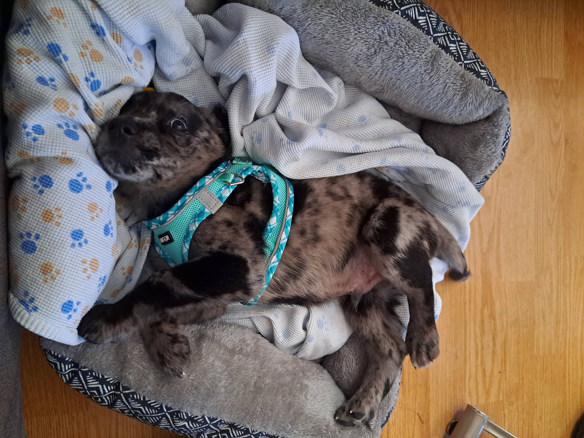 Linkin joined the competition — help win amazing prizes! canidae, carnivore, collar, comfort, companion_dog, dog, dog_breed, dog_collar, dog_supply, fawn, fur, grey, hardwood, linens, liver, pattern, pet_supply, sporting_group, wood, working_animal