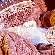 Little Girl is registered to the contest to win money with this photo: blanket, cat, comfort, cozy, curious, cute, domestic_animal, feline, fringed_throw, fur, home, indoor, lying_down, pet, quilted, relaxed, resting, soft_lighting, warm_colors, wide_eyes