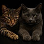cat, cats, feline, pets, tabby_cat, gray_cat, animal, portrait, close_up, whiskers, paws, eyes, fur, domestic_cat, companions, relaxed, black_background, indoor, cute, mammal