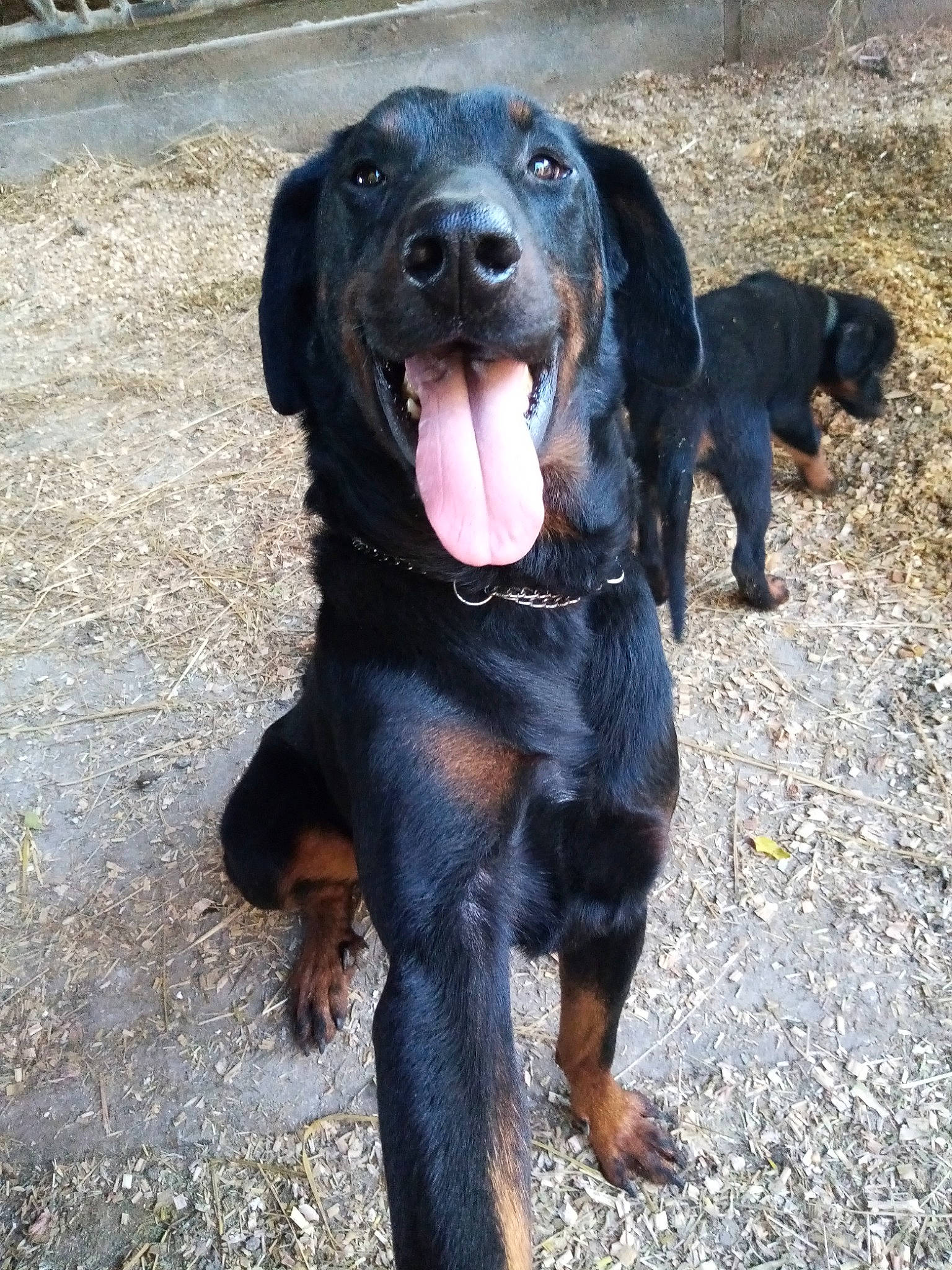 Nesquik a rejoint le concours — aidez-le/la à gagner de superbes lots ! borador, canidae, carnivore, collar, companion_dog, dog, dog_breed, dog_collar, gun_dog, hunting_dog, snout, sporting_group, terrestrial_animal, working_animal, working_dog