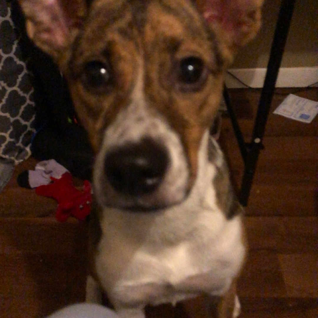 Hazel joined the competition — help win amazing prizes! dog, pet, indoor, floor, ears, brown, white, curious, animal, canine, furniture, wooden_floor, blurred, candid, looking, standing, background, toy, paper, leg