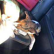 Hazel is registered to the contest to win money with this photo: dog, sleeping, car_interior, backseat, leather_seat, black_color, red_color, sunlight, pet, resting, canine, seatbelt, vehicle, domestic_animal, paw, fur, relaxing, daylight, shadow, comfort