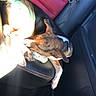 dog, sleeping, car_interior, backseat, leather_seat, black_color, red_color, sunlight, pet, resting, canine, seatbelt, vehicle, domestic_animal, paw, fur, relaxing, daylight, shadow, comfort