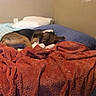 Hazel is registered to the contest to win money with this photo: dog, bed, blanket, pillow, sleeping, indoor, cozy, brown, white, blue, red, resting, furniture, comfort, animal, pet, wall, corner, relaxation, quiet