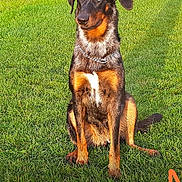 Croquette participe au concours pour gagner de l'argent avec cette photo : dog, sitting, grass, outdoor, pet, canine, animal, collar, chain, sunlight, nature, brown, black, white, ears, fur, alert, portrait, daytime, field