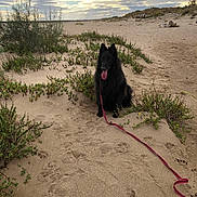 Reevers a rejoint le concours — aidez-le/la à gagner de superbes lots ! dog, black_dog, beach, sand, dunes, outdoors, coast, landscape, sky, clouds, sunlight, sunset, vegetation, wildflowers, leash, red_leash, sitting, long_hair, portrait, nature