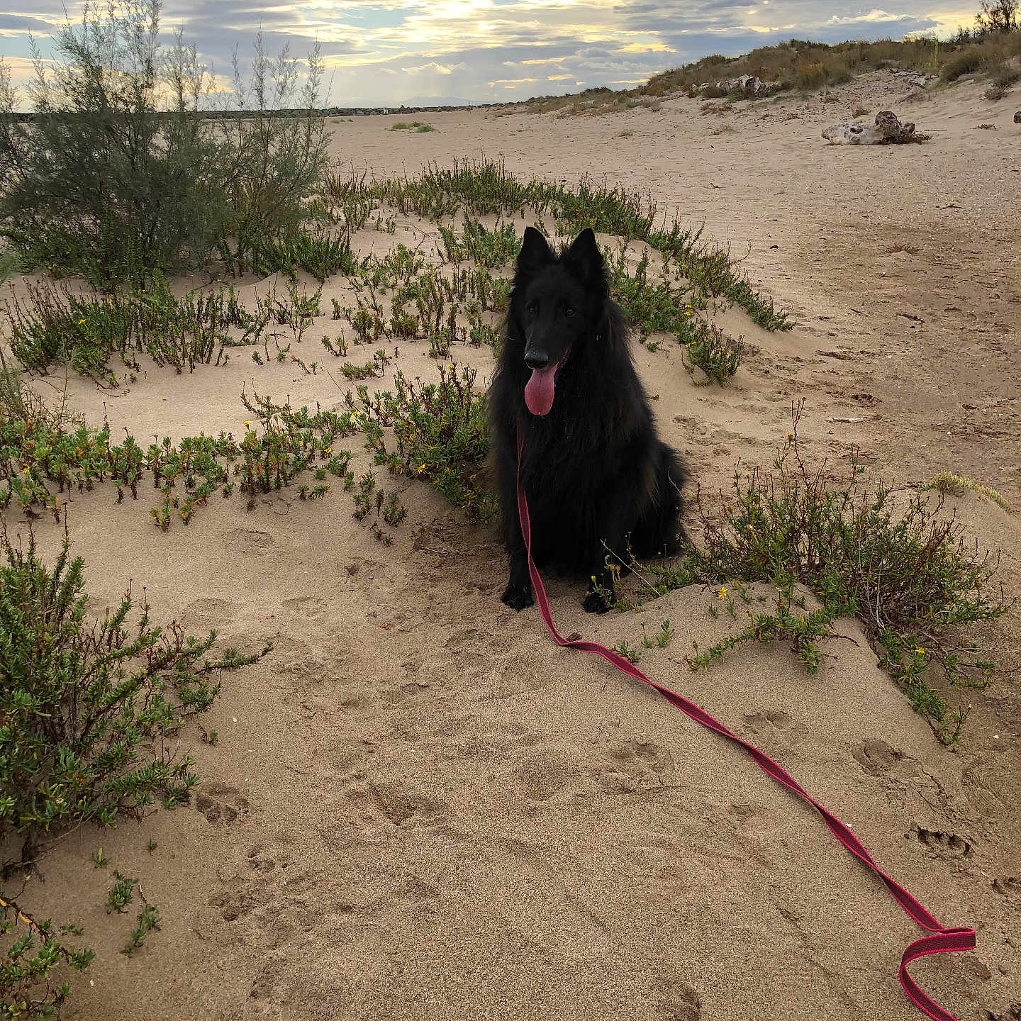 Reevers a rejoint le concours — aidez-le/la à gagner de superbes lots ! dog, black_dog, beach, sand, dunes, outdoors, coast, landscape, sky, clouds, sunlight, sunset, vegetation, wildflowers, leash, red_leash, sitting, long_hair, portrait, nature