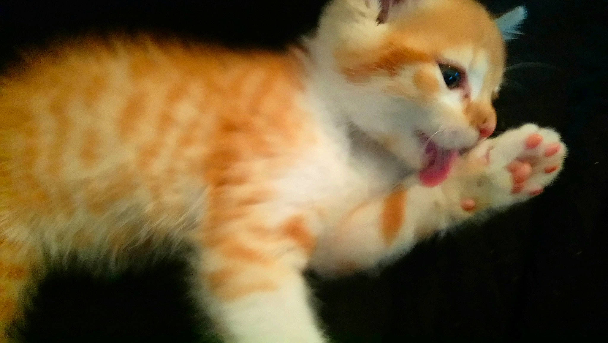 Oliver participe au concours pour gagner de l'argent avec cette photo : carnivore, cat, claw, close_up, domestic_short_haired_cat, fawn, felidae, fur, paw, photo_caption, small_to_medium_sized_cats, snout, tail, terrestrial_animal, whiskers, wildlife, wood